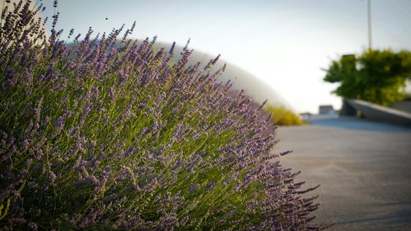 Osez le pas japonais gris pour un jardin contemporain!